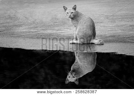 Porttrait Beautiful Thai Cat Animal Pet Eyes Pretty