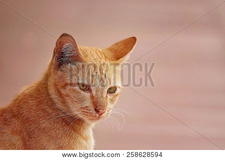 Porttrait Beautiful Thai Cat Animal Pet Eyes Pretty