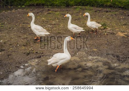 Geese Walk Through Mud And Semidark In The Village