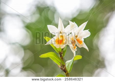 Close-up Of White Orchids With Bokeh In Background (dendrobrium Cruentum)
