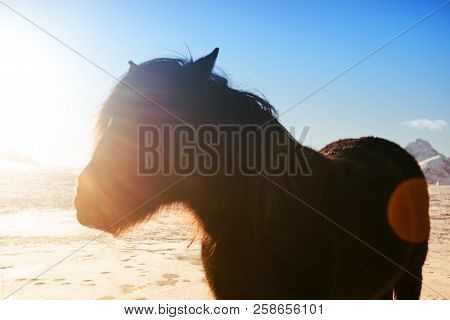 Norvegian Hairy Fjord Horse Portrait With Sun Rays. Norway, Lofoten Islands. Hipster Style