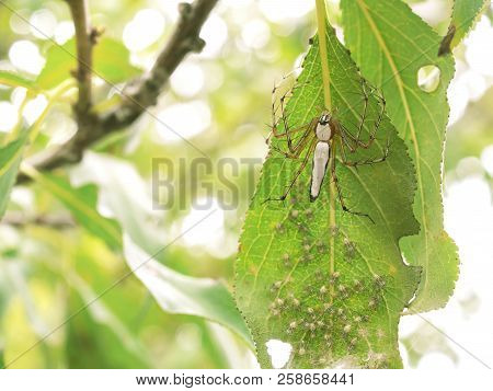 Macro Photography Of Newborn White Lynx Spider (oxyopes Cf. Shweta) Nest With Copy Space. The Mother