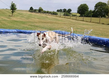 Funny Galgo Is Jumping In The Pool In The Garden