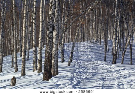 Fussweg in Winter Birkenwaldes