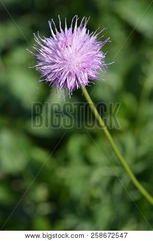 Single-flowered Sawwort - Latin Name - Klasea Lycopifolia (serratula Lycopifolia)