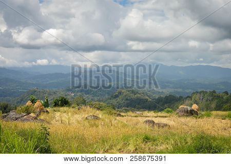 Beautiful Landscape Of The Rice Fields And Rice Being Harvested In Tana Toraja Highlands Near Batutu