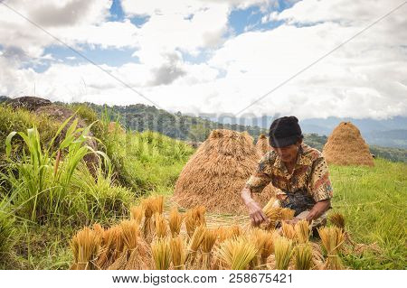 Sulawesi, Indonesia - July 8, 2018: Local Farmer Harvests Rice In Tana Toraja Highlands Near Batutum