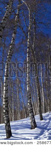 Winter Birkenbaum