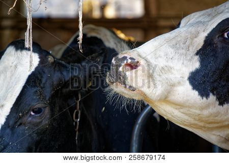 Dairy Cows In The Stable, Animals Farm