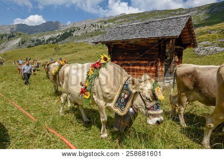 Decorated Cow On The Annual Transhumance At Engstlenalp On Switzerland