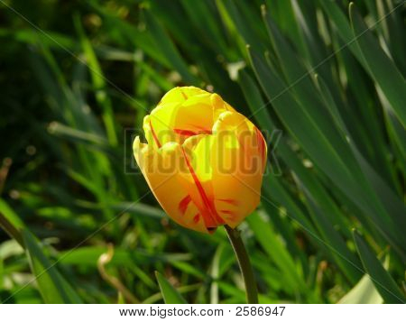 Tulipa Gesneriana