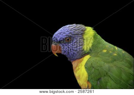 Lorikeet2