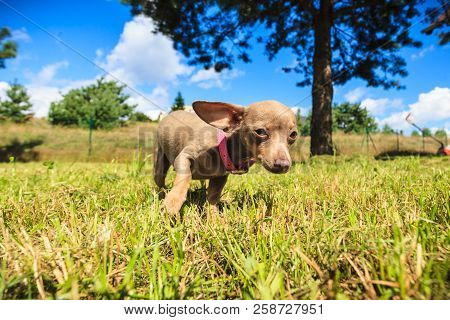 Little Pinscher Ratter Prazsky Krysarik Crossbreed Small Dog Playing Outside On Grass During Summer 