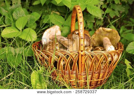 White Mushrooms In A Basket