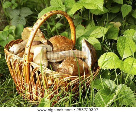 White Mushrooms In A Basket