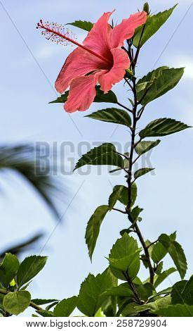 Pink Hibiscus Rosa-sinensis, Known As Chinese Hibiscus, China Rose, Hawaiian Hibiscus, Rose Mallow A
