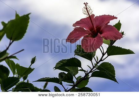 Pink Hibiscus Rosa-sinensis, Known As Chinese Hibiscus, China Rose, Hawaiian Hibiscus, Rose Mallow A