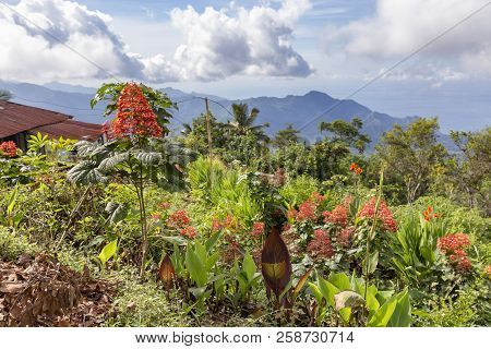 Pepper Plants Growing On The Side Of The Road Near Pemo, A Village In Flores, Indonesia.