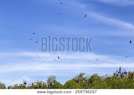 Massive Fruit Bats Circling Above Mangrove Trees In The Early Morning Near Riung, Indonesia.