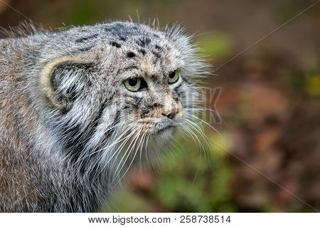 Manul Or Pallas's Cat, Otocolobus Manul, Cute Wild Cat From Asia.