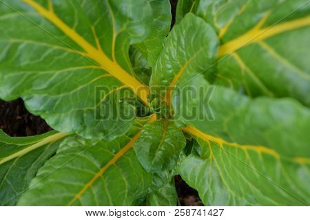 Lush Rainbow Chard Plant With Bright Yellow Stems, Seen From Above