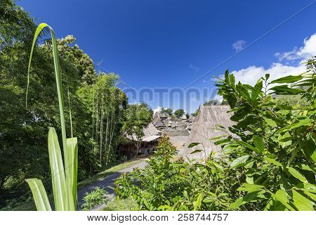 Wild Coffee Plants Framing The Entrance To The Bena Traditional Village In Flores, Indonesia.