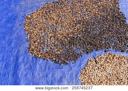 Different Shades Of Organic Coffee Being Dried In The Sun In The Bena Traditional Village In Flores,
