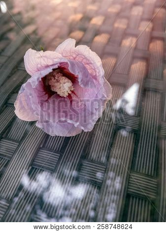 Eine Blüte Liegt Auf Einem Spiegelnden Glastisch