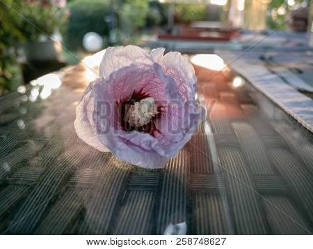 Eine Blüte Liegt Auf Einem Spiegelnden Glastisch