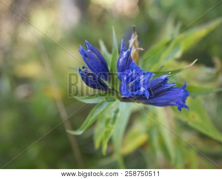Close Up Beautiful Blue Flowers Of Willow Gentian, Gentiana Asclepiadea, In Tatra Mountains, Selecti