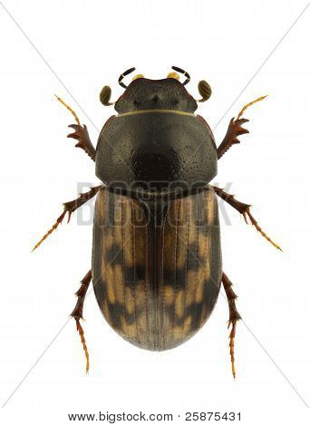 Aphodius Paykulli