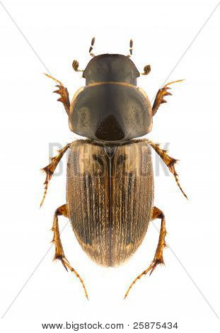 Aphodius Prodromus