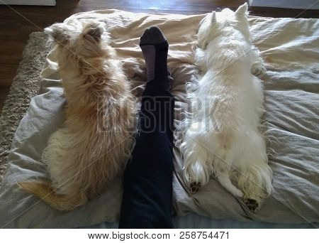 Top View Of Two Dogs Resting In Bed With Lots Of Charm. The Dog Breed Is A Cairn Terrier And Westie 