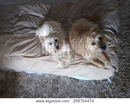 Top View Of Two Dogs Resting On The Bed With Lots Of Charm And The Two Look Up. The Dog Breed Is A C