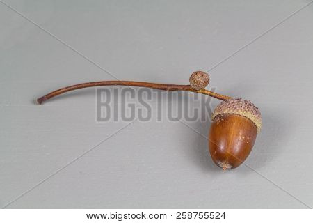 Acorn With Cupule On A Gray Background
