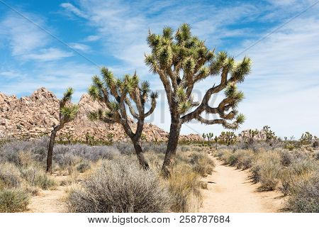 Joshua Tree National Park, California