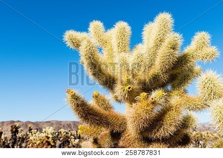 Cholla Cactus (cylindropuntia Bigelovii) Known As Teddy-bear Cholla In The Cholla Cactus Garden In J