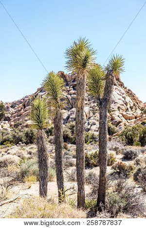 Joshua Trees (yucca Brevifolia) In The Wonderland Of Rocks Area Along Willow Hole Trail In Joshua Tr