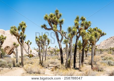 Joshua Trees (yucca Brevifolia) In Hall Of Horrors Area Of Joshua Tree National Park, California