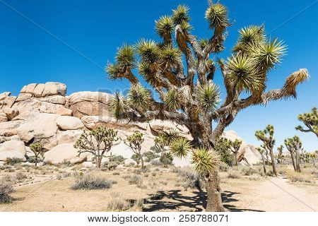 Joshua Trees (yucca Brevifolia) In Hall Of Horrors Area Of Joshua Tree National Park, California