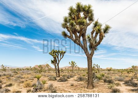 Joshua Trees (yucca Brevifolia) Along Boy Scout Trail In Joshua Tree National Park, California