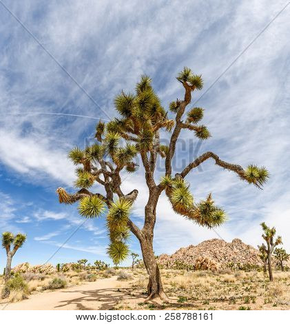 Joshua Trees (yucca Brevifolia) On Boy Scout Trail In Joshua Tree National Park, California