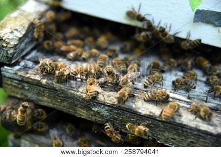 The Bees At Front Hive Entrance Macro Close Up. Bee Flying To Hive. Honey Bee Entering The Hive. Hiv