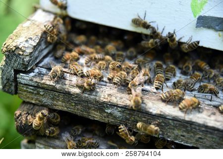 The Bees At Front Hive Entrance Macro Close Up. Bee Flying To Hive. Honey Bee Entering The Hive. Hiv