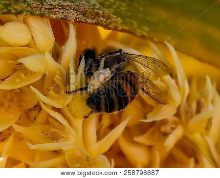 A Honey Bee With Its Corbicula Filled With Pollen Gathering More In The Flowers Of A Palm Tree In Fl