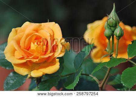 Rose Goldelse With Drop Of Rain. Omsk Region, Siberia, Russia