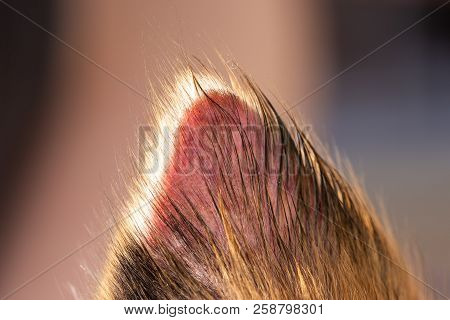 Closeup Of An Dog Ear, Having A Kind Of Dermatophyte Or Alopecia