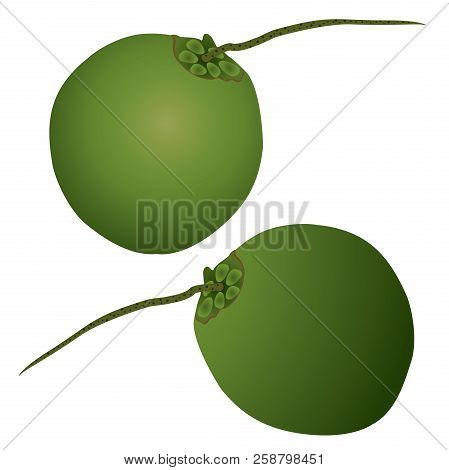 Coconut Illustration.
Coconut Production Copra, Coconut Oil, And Coco Chemicals.