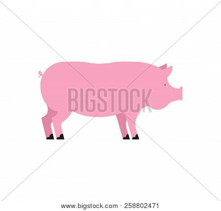 Pig Isolated. Piglet Pink. Swine Farm Animal. Vector Illustration