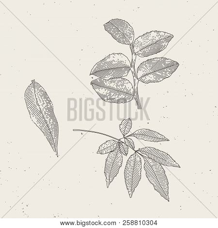 Endgraved Vintage Drawn Leafs Linear Leafs Illustrations